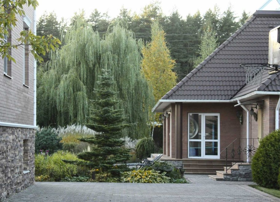 Сосна в ландшафте загородном доме