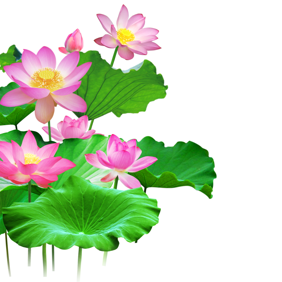 Nymphaea Lotus