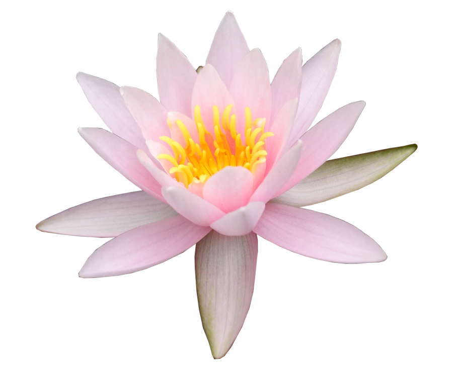 Nymphaea Lotus