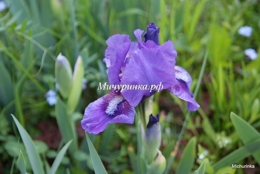 Ирис карликовый нейтрон