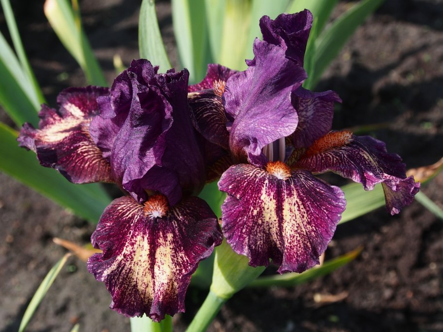 Iris aphylla subsp. Hungarica