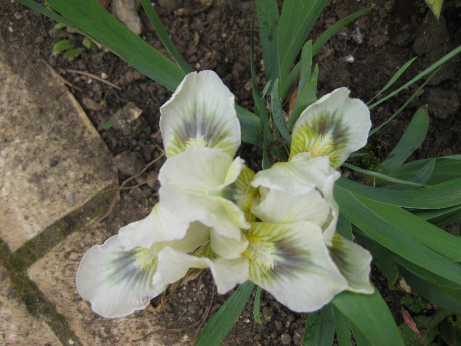 Ирис карликовый чаргольд