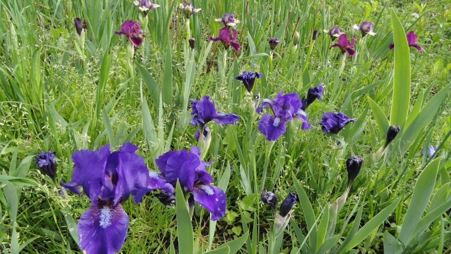 Ирис карликовый Worrywart