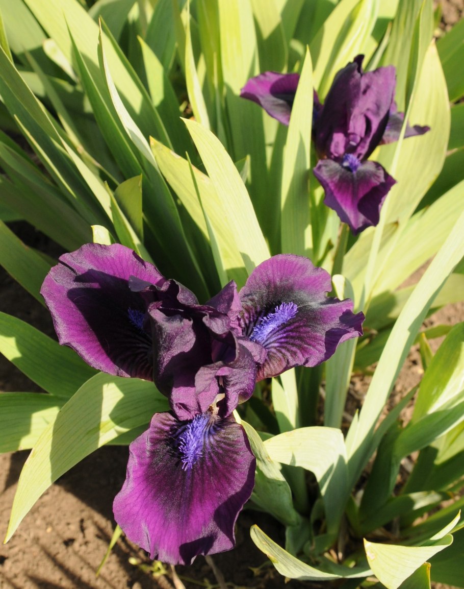 Ирис карликовый Литтл шадоу