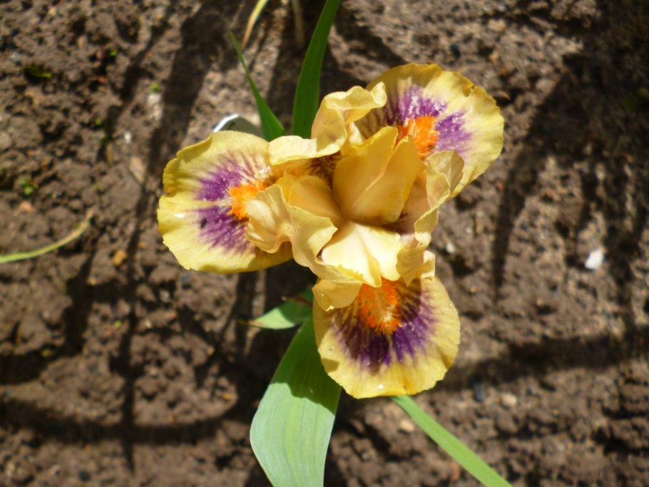 Ирис Сибирский паприкаш