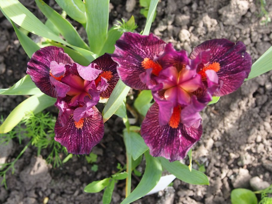 Ирис карликовый Литтл Рози Уингс