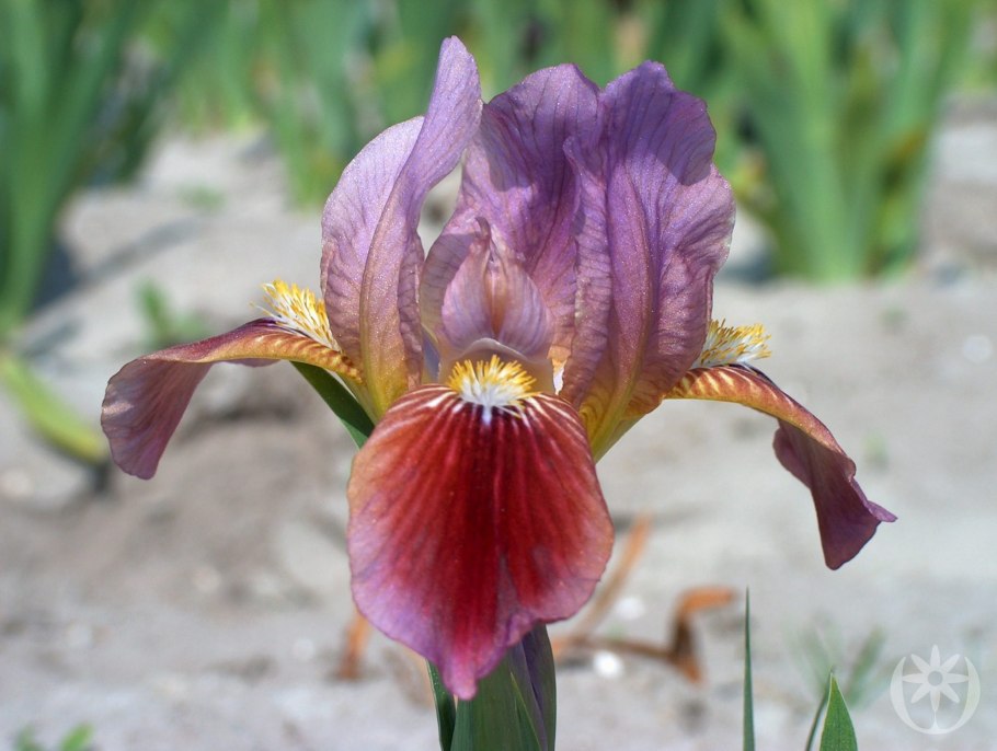 Ирис карликовый черри Гарден