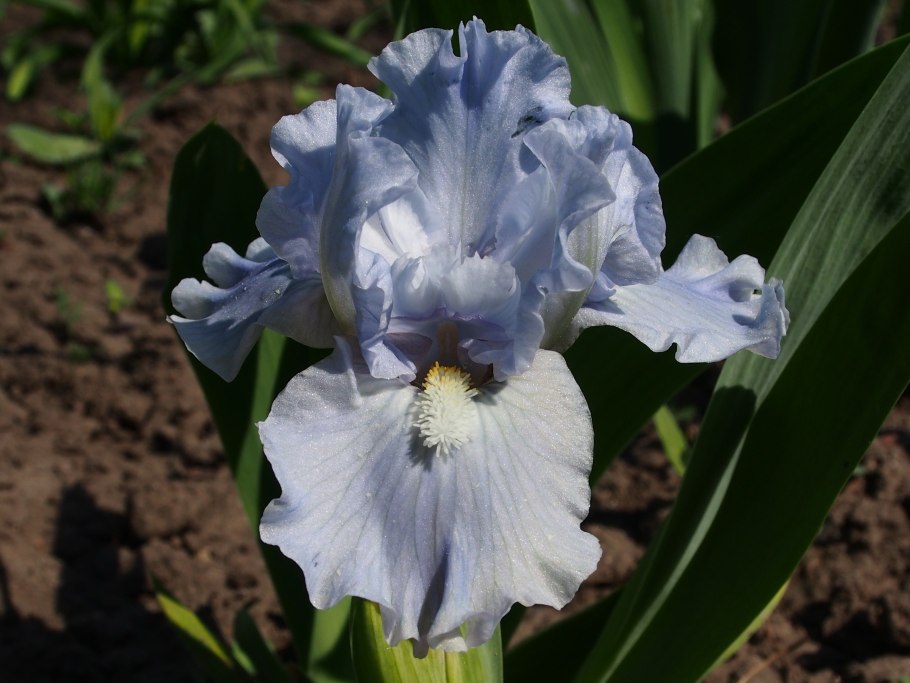 Iris pumila