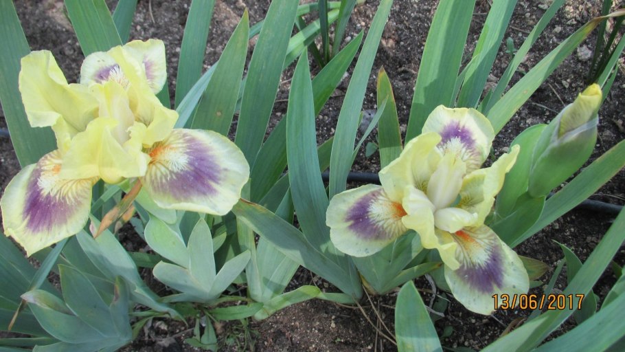 Ирис карликовый Петит полка