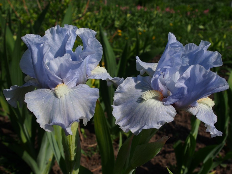 Ирис Pink Potion