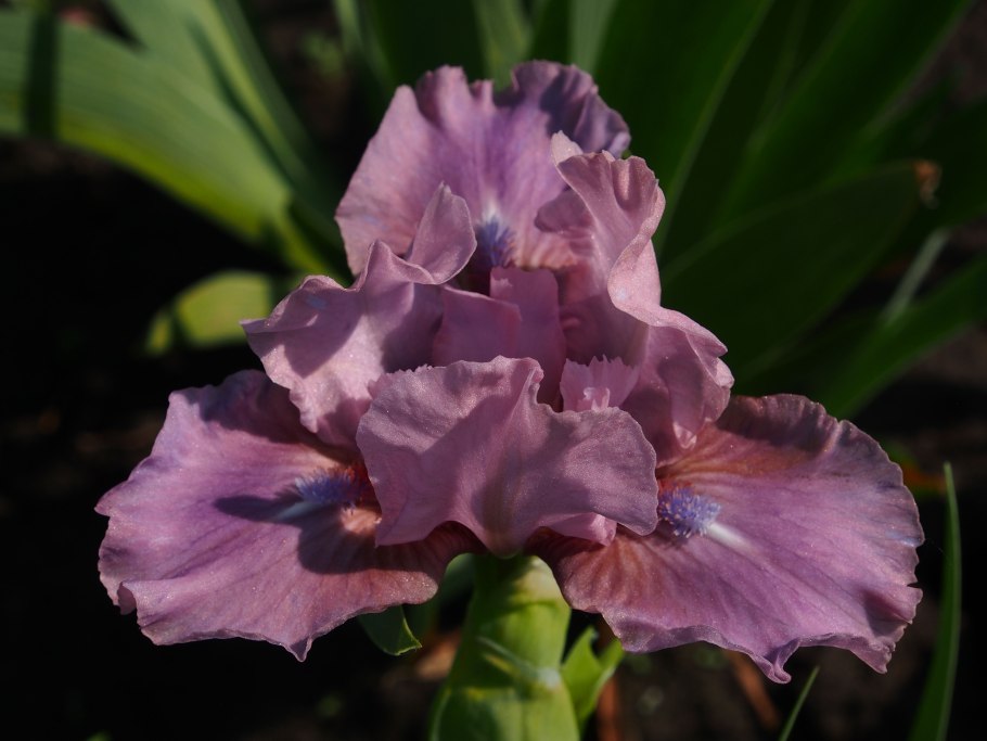 Ирис карликовый Fairy Footsteps