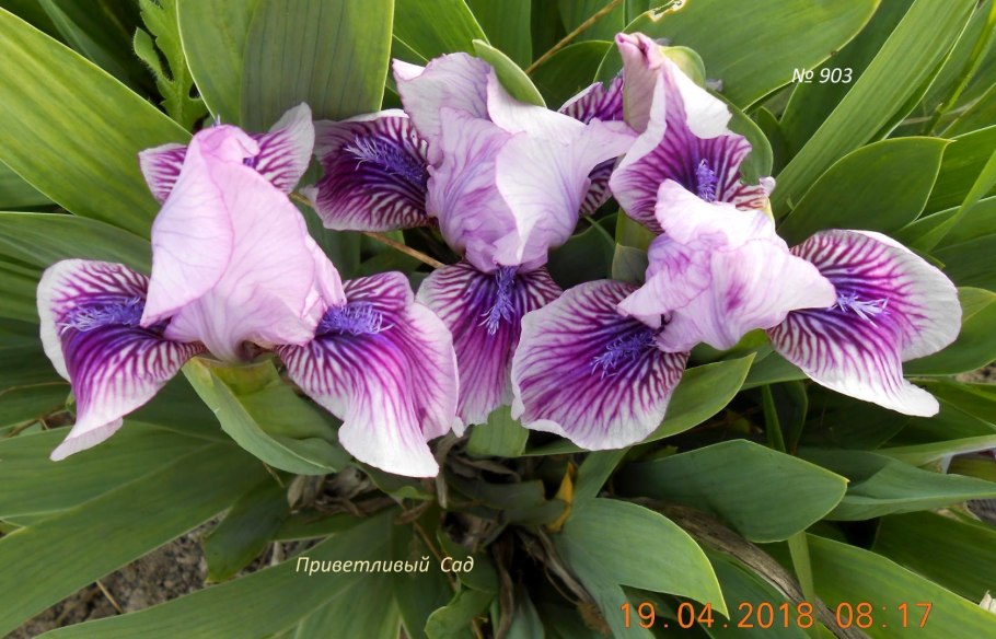 Ирис карликовый айбрайт