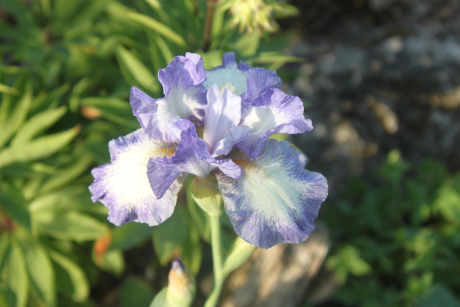 Ирис желтый низкорослый