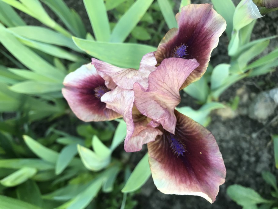 Карликовый Ирис Carat