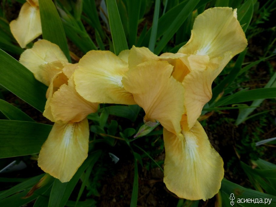 Ирис карликовый Weststar