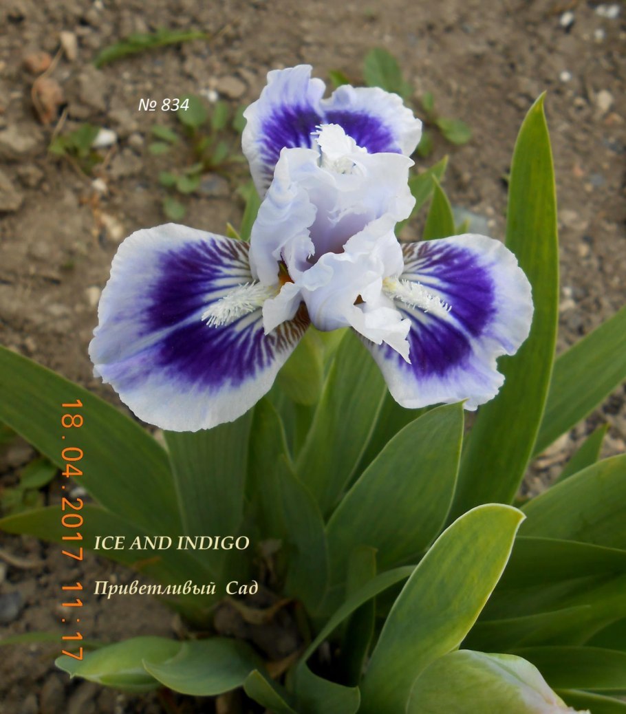 Ирис бородатый Гилвей