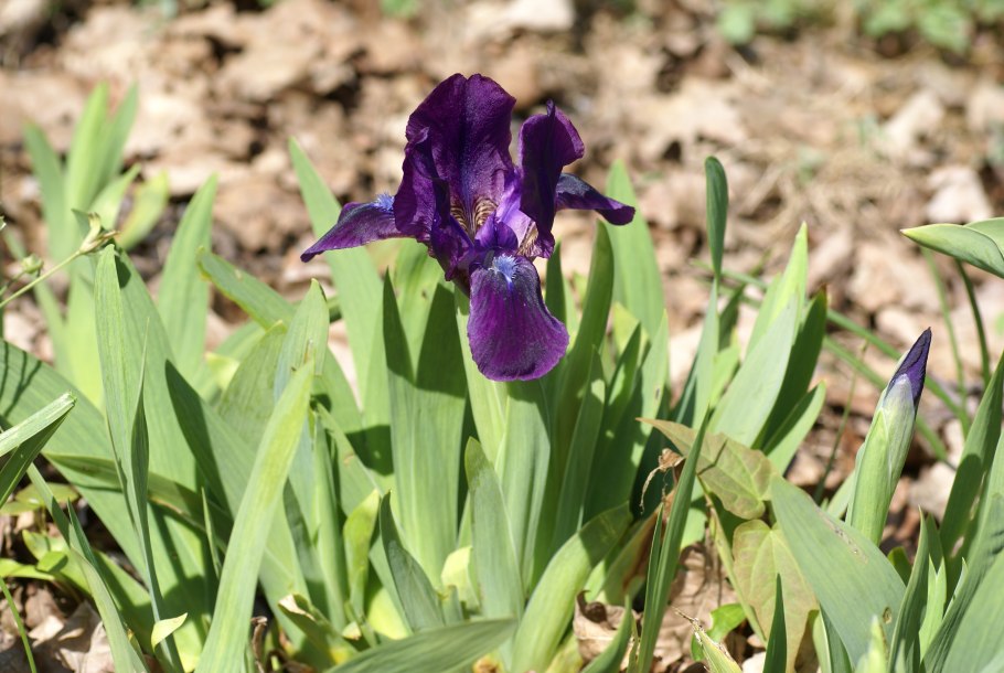 Ирис Ice and Indigo