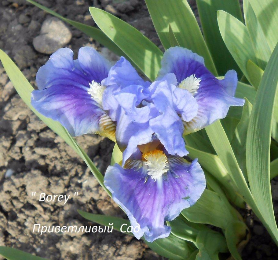 Ирис Блю деним