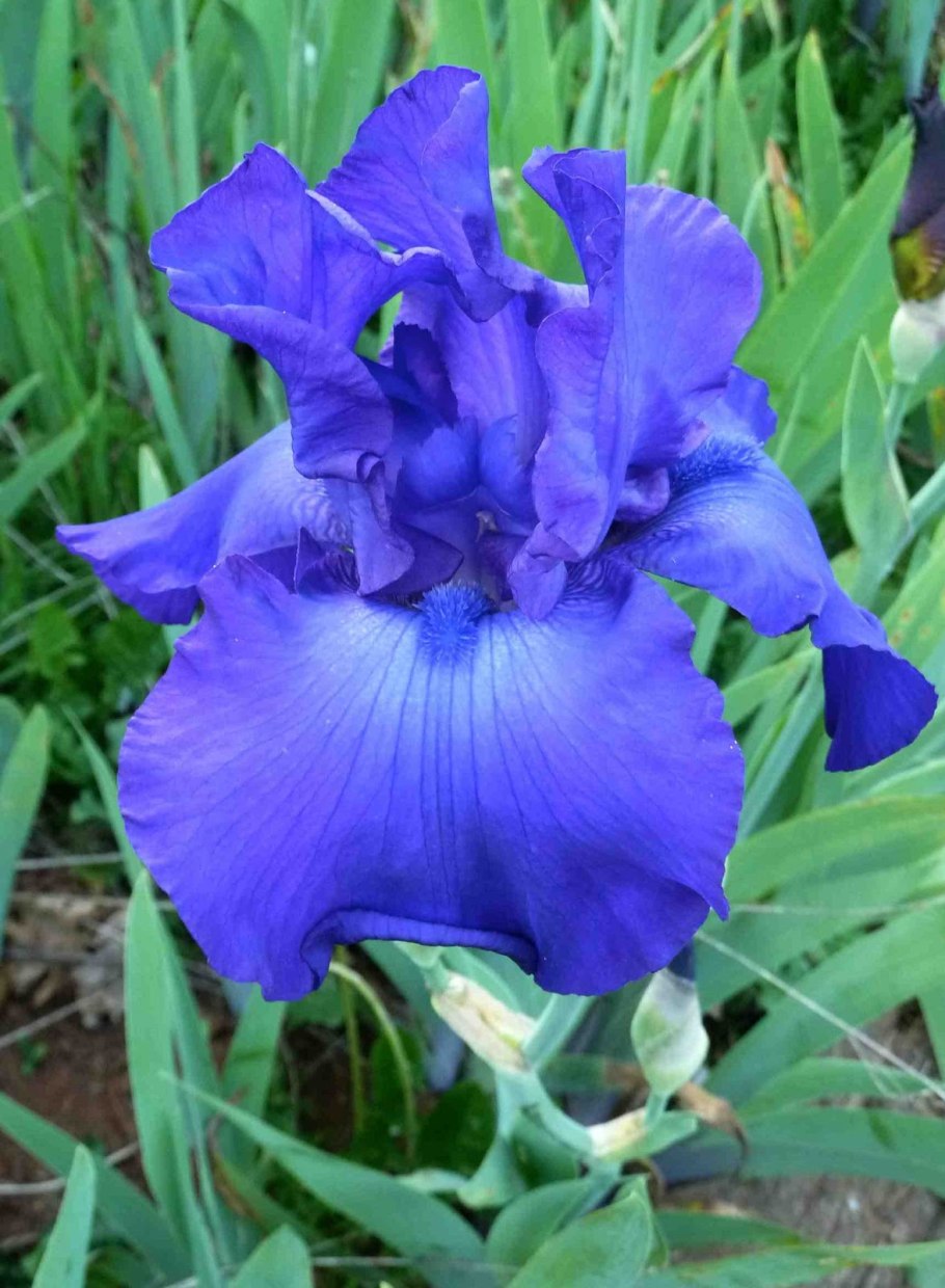 Petit Polka Ирис карликовый