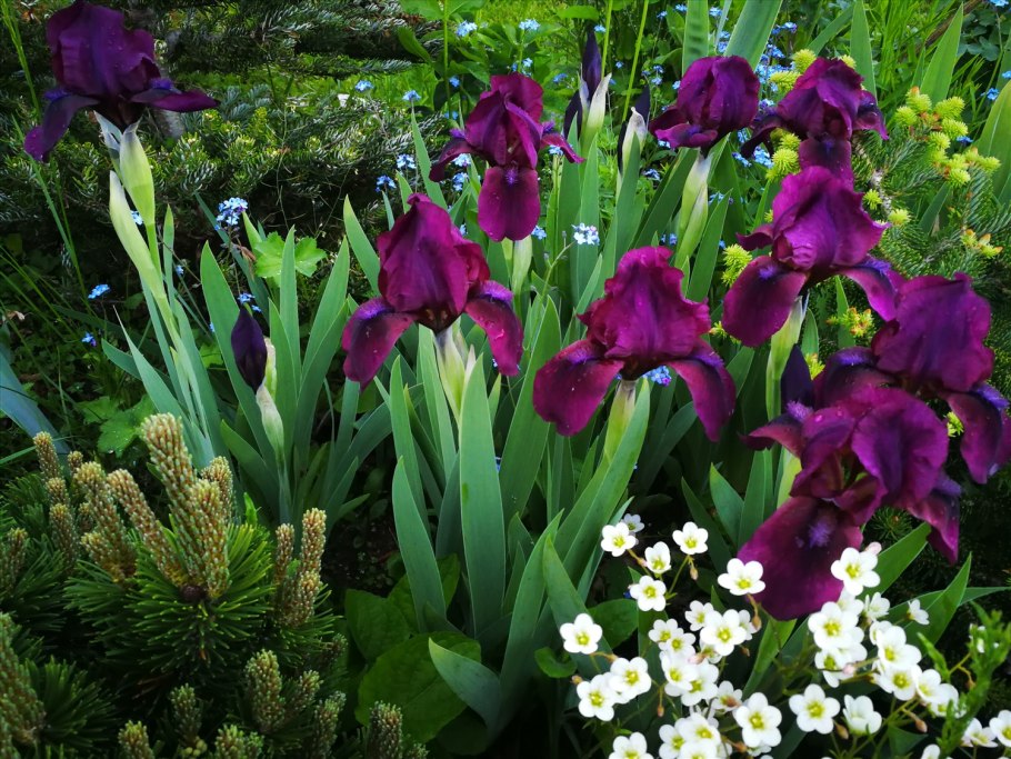 Ирис карликовый Ларрикин