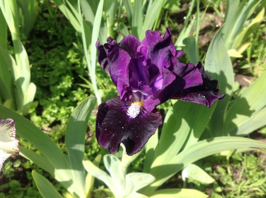 Ирис Танжер Тингис