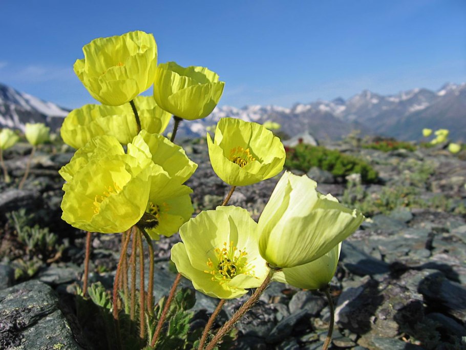 Копеечник меловой