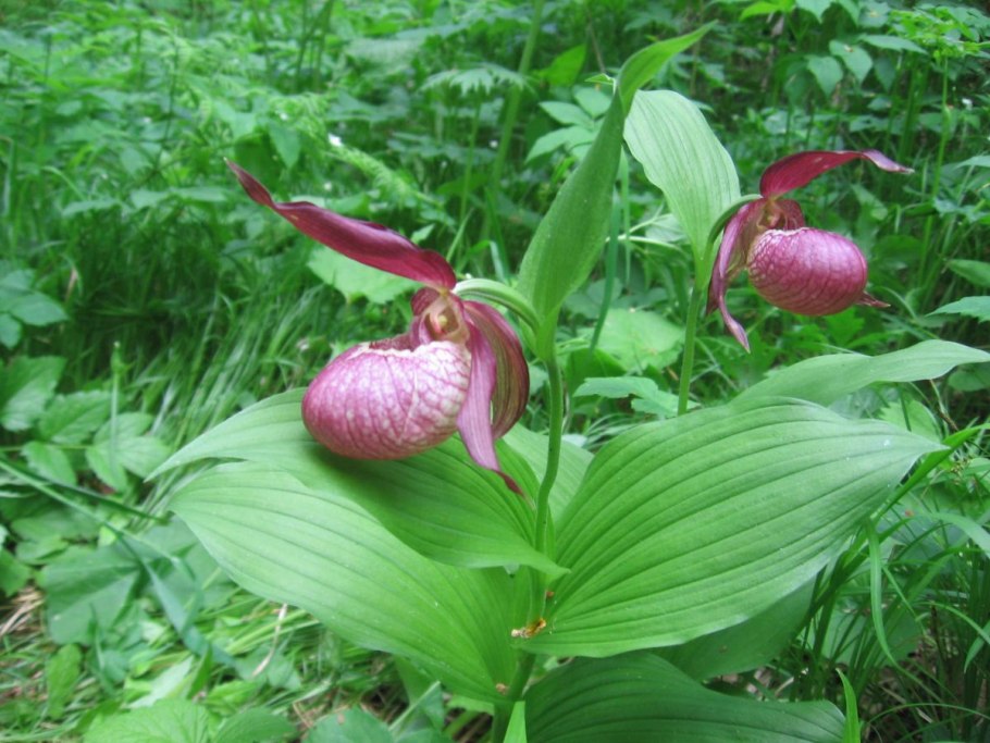 Растения из красной книги России