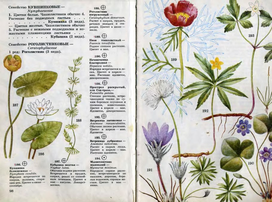 Цикл покрытосеменных схема