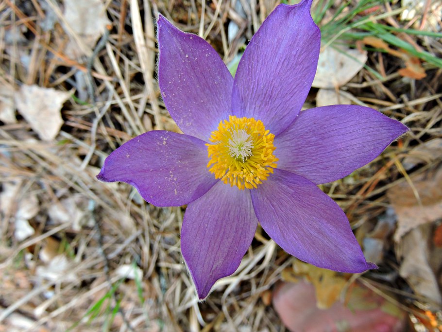 Растения из красной книги Пермского края