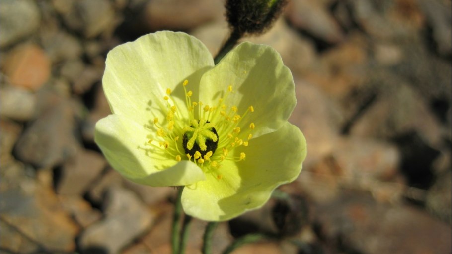 Иван чай кипрей Луговой