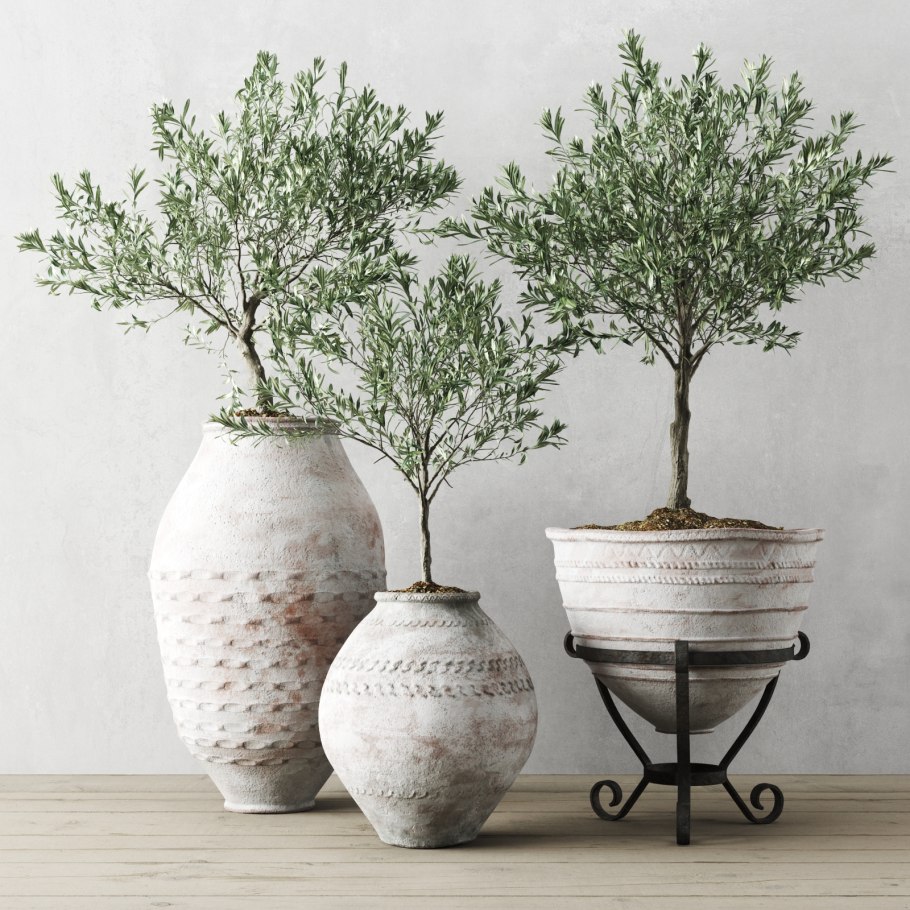 Олива Alberello Pot
