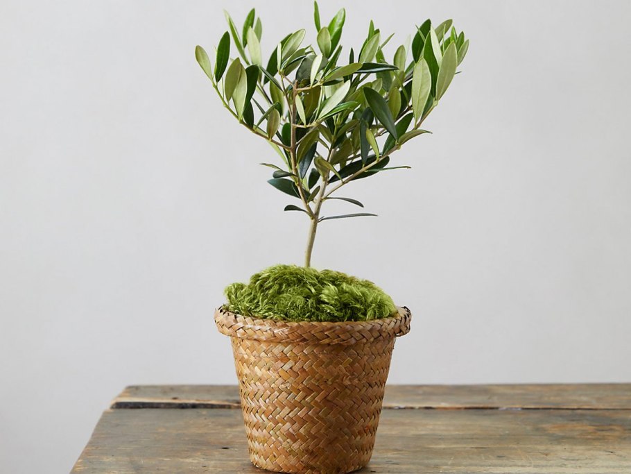 Олива Olea europaea (40)