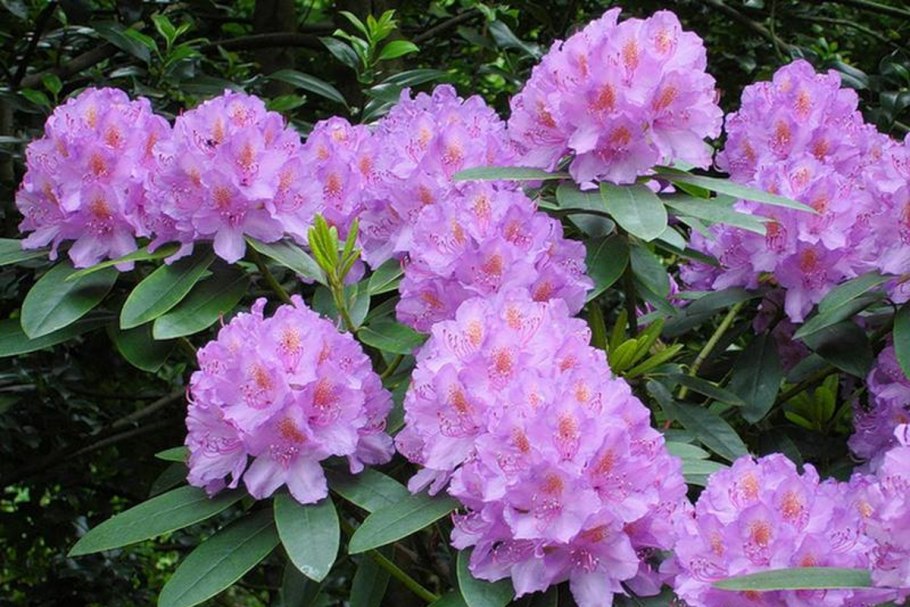 Азалия рододендрон садовый