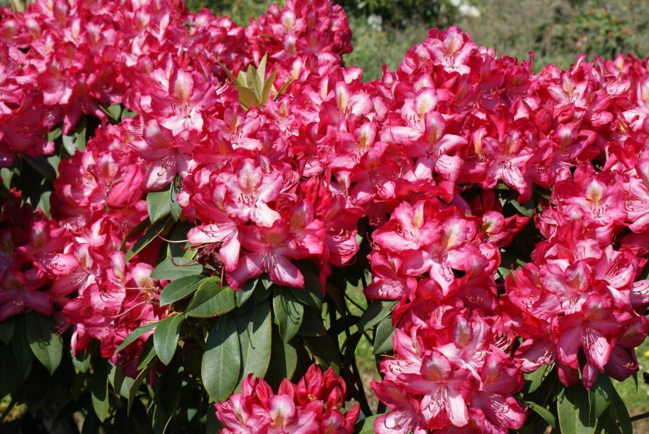 Рододендрон Хахманс фоершайн