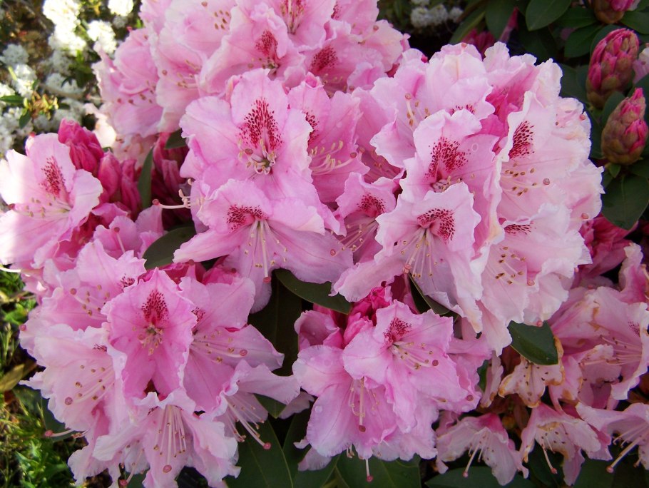 Рододендрон гибридный Персис Американ Бьюти