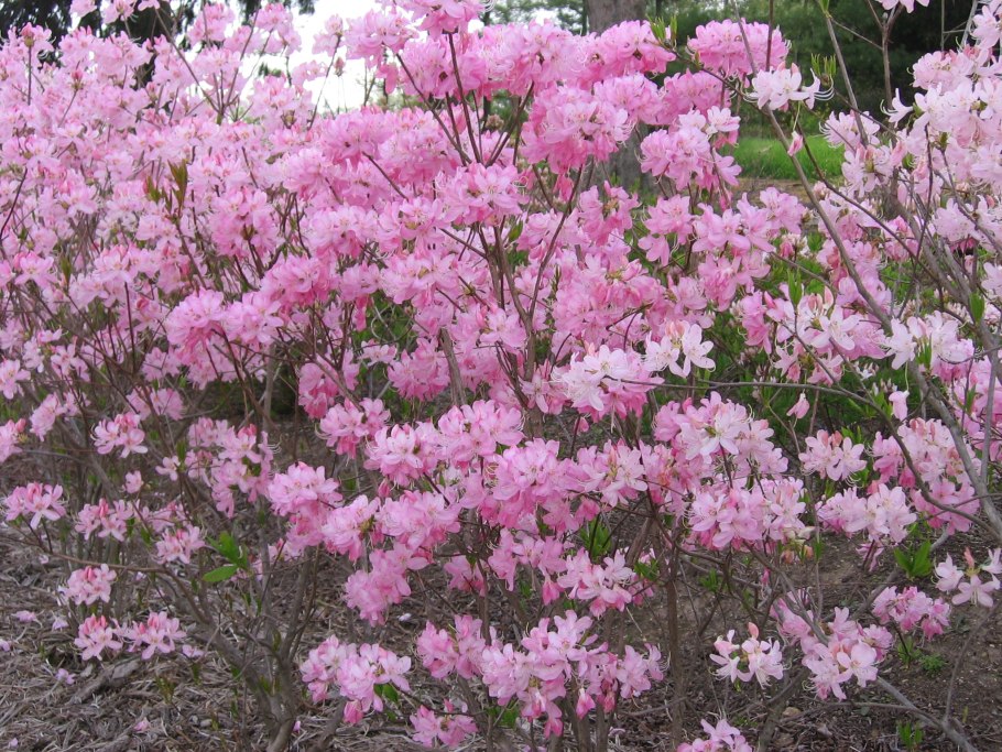 Рододендрон спирея