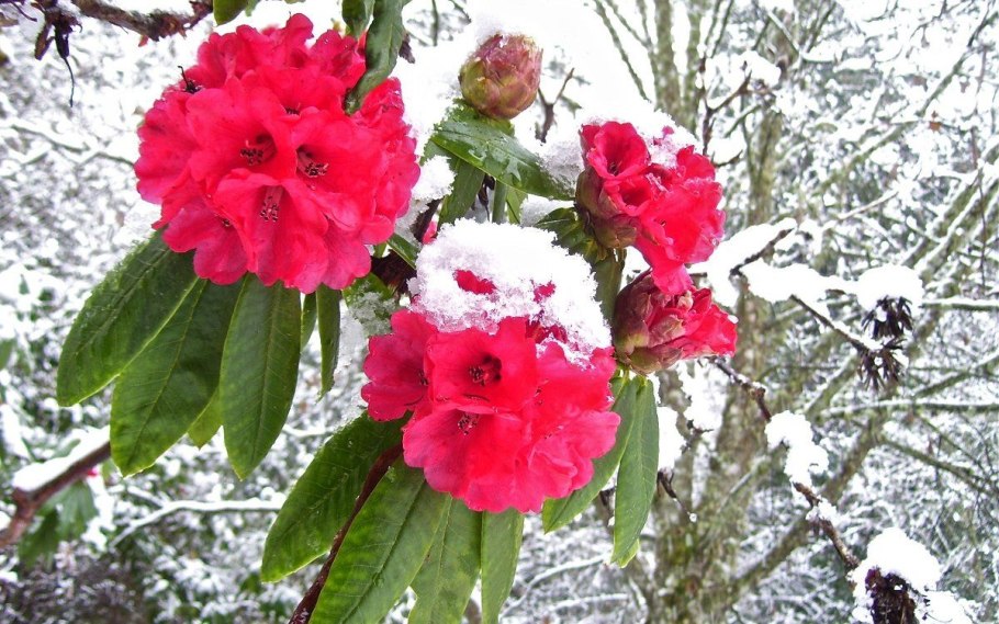 Рододендрон 'praecox'