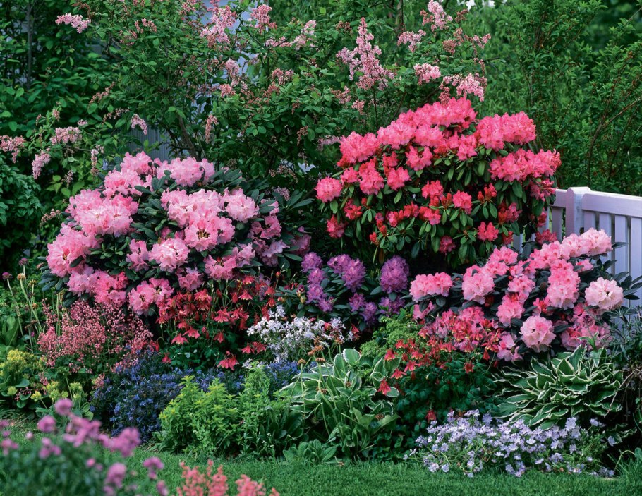 Рододендрон Саффрон