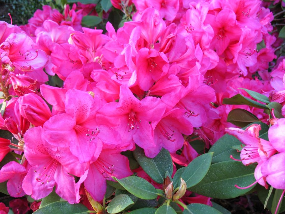 Рододендрон вечнозеленый Гаага