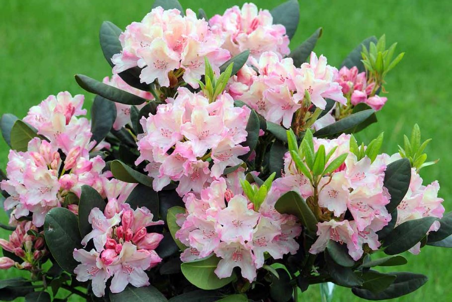 R.smirnowii (рододендрон Смирнова)