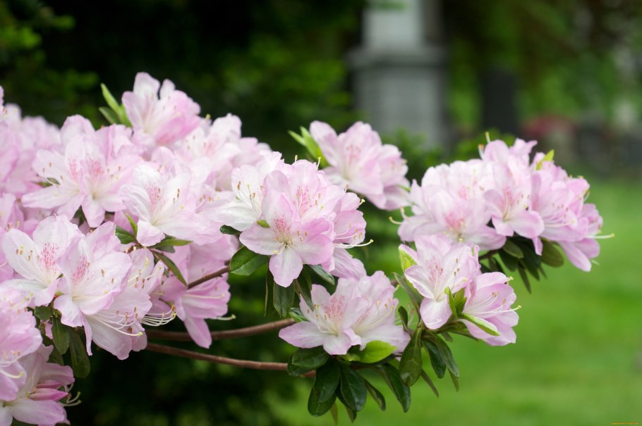 Рододендрон желтолистныц