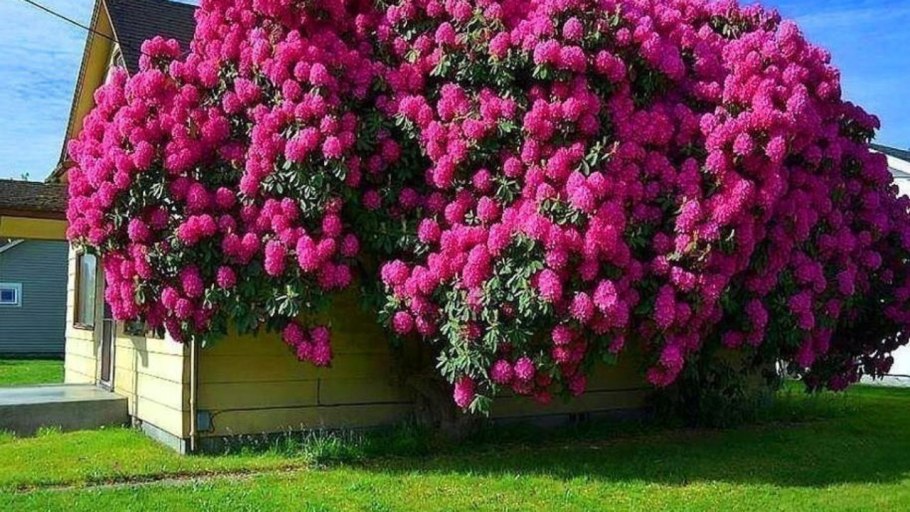 Цветок рододендрон Азалия