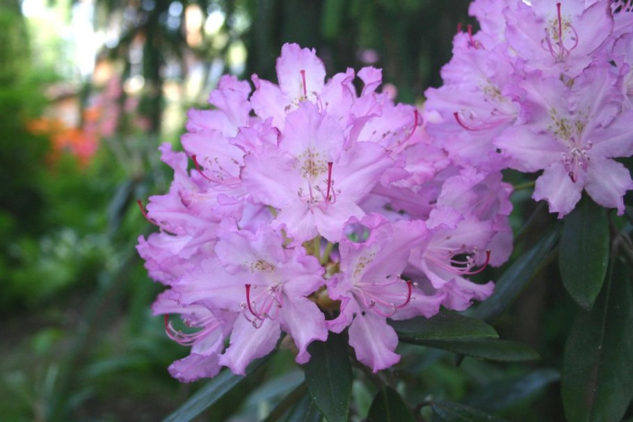 Рододендрон японский Розеум