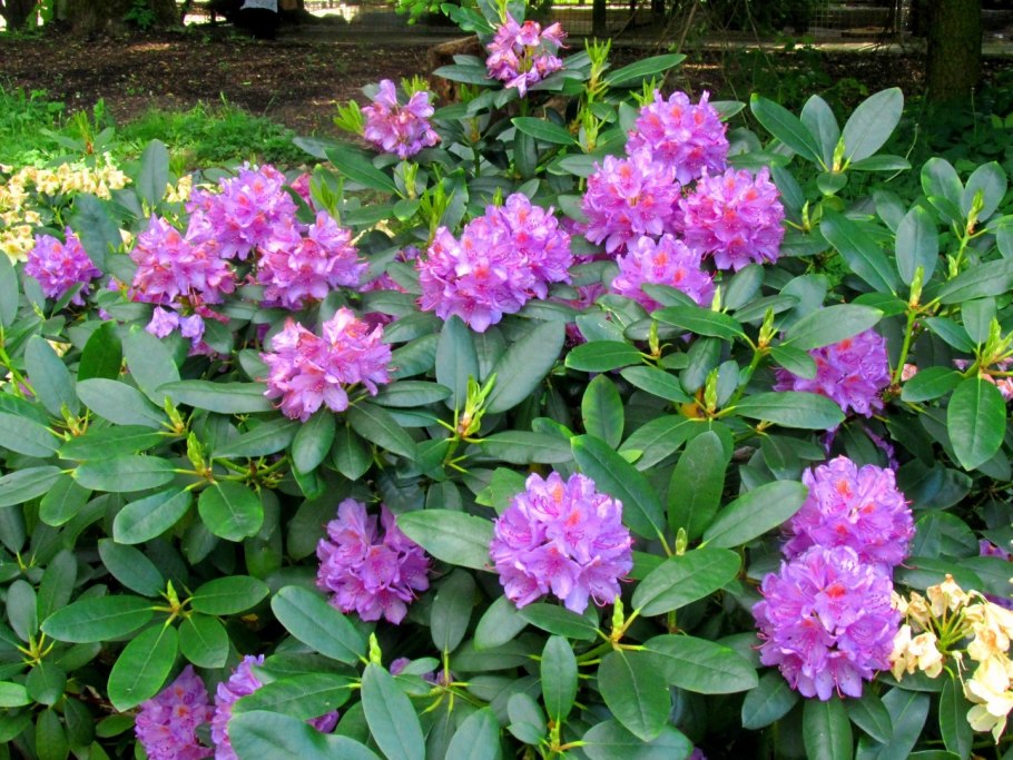 Рододендрон Aureolin