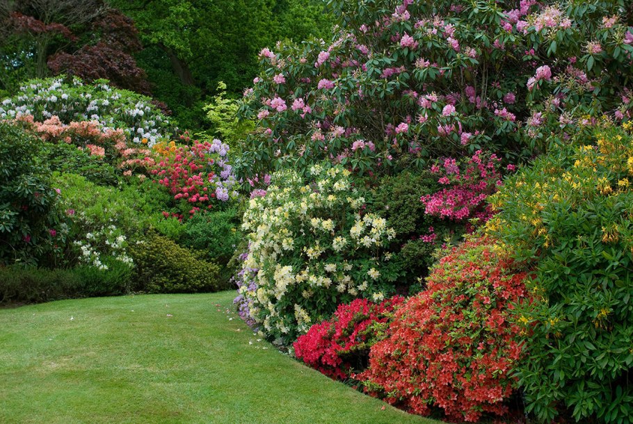 Рододендрон гибридный Гаага