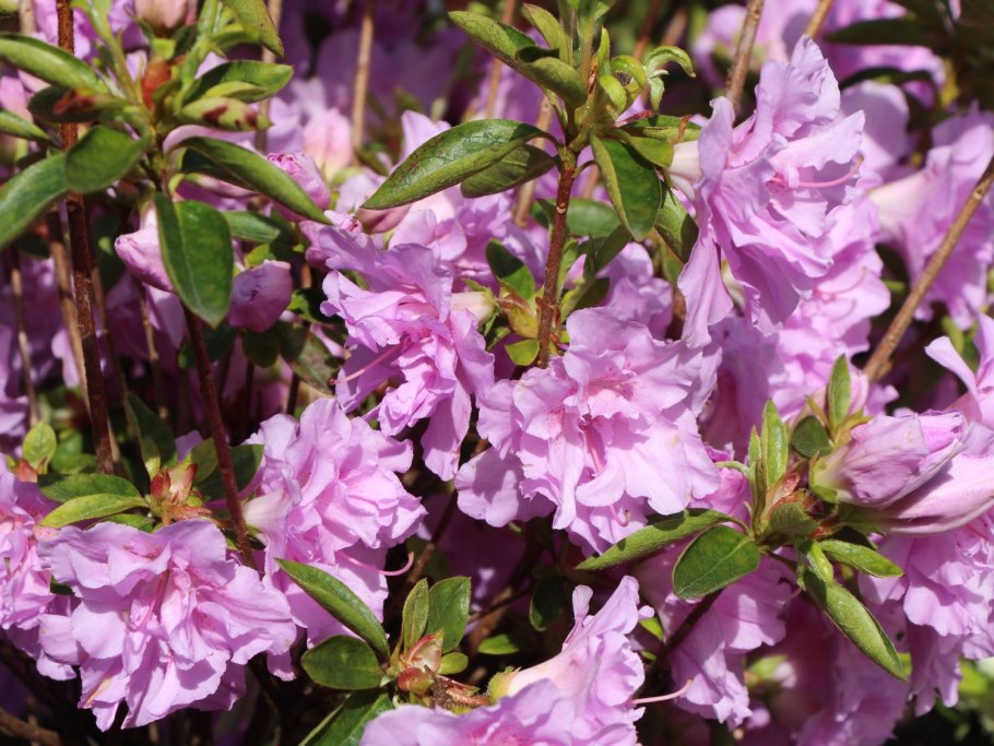 Рододендрон Живая изгородь