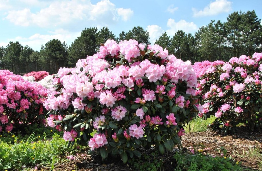 Рододендрон Ирен костер