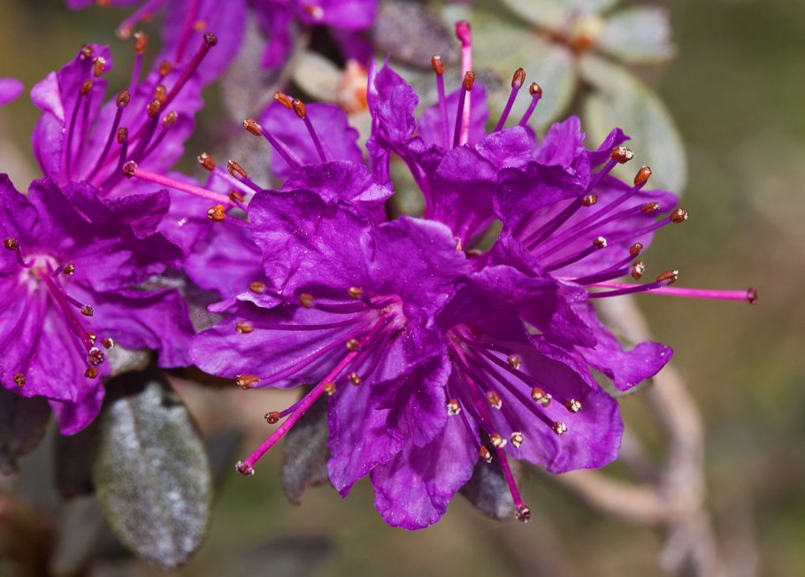 Рододендрон катевбинский