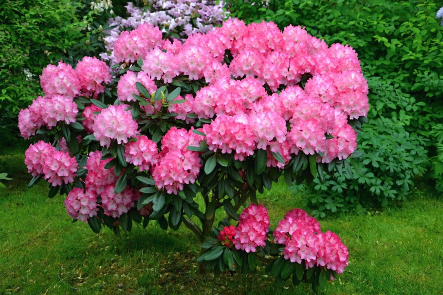 Рододендрон Розеум Элеганс