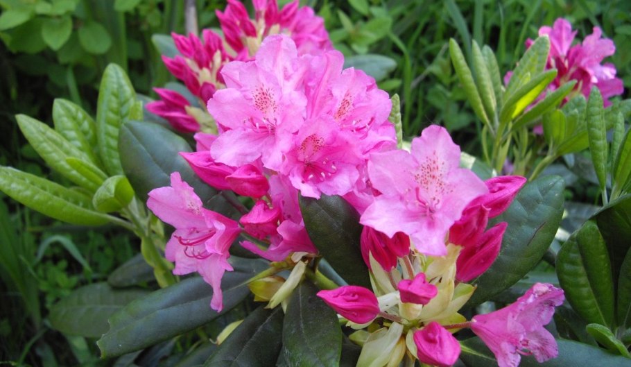 Рододендрон Elsie Lee